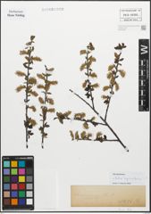 Foto von Salix myrsinifolia Salisb.